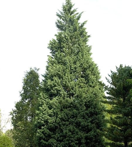 Leyland-Zypresse Pyramidalis 40-60cm - Cupressocyparis leylandii - lebende Gartenpflanze aus den Baumschulen