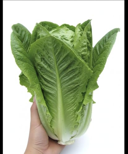 Semi Lattuga Lentissima a Montare 6g | Semi da Orto Alta Germinazione | Lattuga Resistente al Caldo e alla Fioritura | Ideale per Vaso, Orto e Serra | Semi Professionali Multiseme