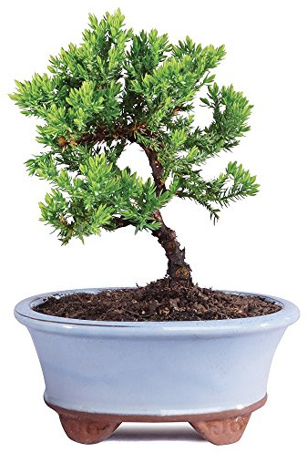 Brussel's Bonsai - Small Juniper Live Bonsai Tree, Potted Outdoor Plant