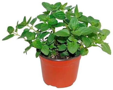 Planta Aromática de Poleo Menta Hierba Natural de Cultivo Exterior y Pocas Necesidades