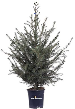 Pianta di Picea Omorika o Abete albero di Picea da esterno pianta conifera ornamentale Abete per albero di Natale pianta vera venduta da eGarden.store
