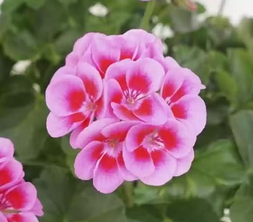 100 graines de fleurs de pélargonium rose