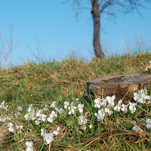Duftveilchen balkonpflanzen bodendecker winterhart mehrjährig schnittblumen balkon deko pflanzenkübel kräuterbeet indoor blumensamen frühlingsblumen winterharte stauden für pralle 150samen