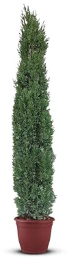Tropictrees Cypres d'Italie Rustique - Cupressus Semperviren avec 450 cm de Hauteur - Véritable Arbre pour l'intérieur et l'extérieur - Plante Exterieur Jardin en Pot