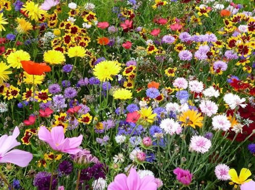 Blütenreicher Bienensommer. Bienenweide, Blumenwiese, Wildblumenwiese (20m² = 40,0g)