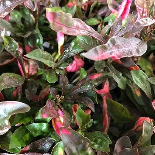 40pz Pianta Alternanthera Dentata