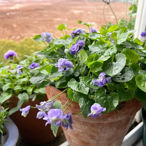 violetas fragantes - Viola odorata - semillas de semillas de perennes resistentes para pleno sol decoración sala estar jardín interior 650pcs