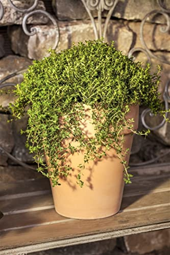 Satureja montana ssp. montana 9x9 cm Topf – Winterhart, Mehrjährig, Pflegeleicht – Winter-Bohnenkraut – Küchenkraut für Beet & Topf