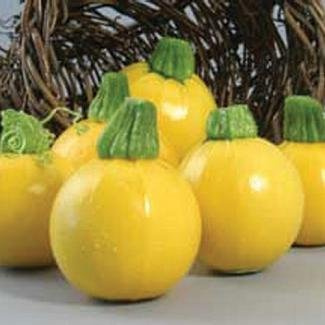 Squash Summer One Ball (Zucchini) 100 Seeds