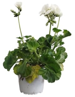 Geranio Blanco Natural DECOALIVE – Planta Viva para Espacios Luminosos – Belleza y Color en tu Hogar