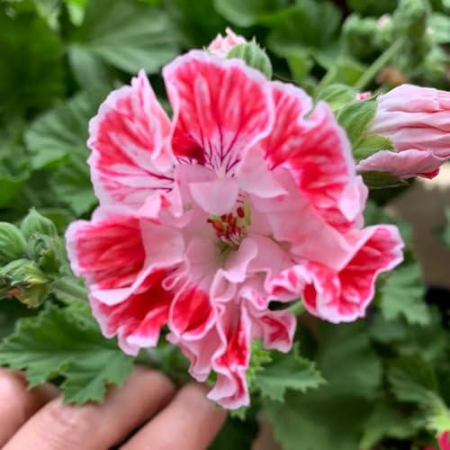 geranien winterharte stauden für pralle sonne blumenwiese herbstaussaat mehrjährig zimmerbonsai bonsai wildblumensamen pflanzensamen exotisch balkon garten kräuterpflanzen indoor 60samen