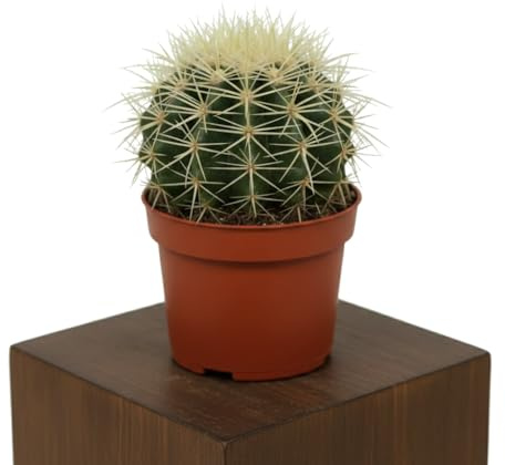 DECOALIVE Bola de Oro y Cactus Erizo Kroenleinia Grusonii Maceta 10 cm Altura 10-12 cm