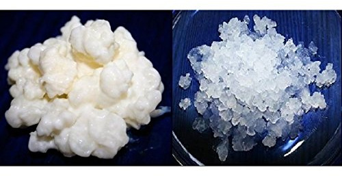 Duo 40g Kefirknollen für Milchkefir + 100g Wasserkefir, Frisch - KEFIRALIA | Anleitung, Rezepte und persönliche Hilfe inklusive · traditionelle Milchkefir- und Wasserkefirkulturen: cremig und prickelnd