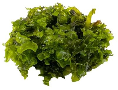 Pelia Moss Portion (Subwassertang/Monosolenium tenerum) for Aquariums