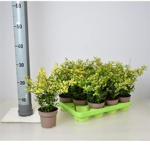 Ilex crenata Golden Gem 25 Stück ca. 15 cm - Goldgelber Bergilex - Buchsbaumersatz - Alternativen zu Buch