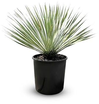 Mediterrane Yucca Rostrata Palmlilie - Winterharte Pflanze bis -20°C - Ideal für Garten & Terrasse