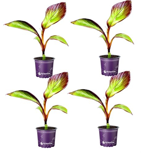 Ensete ventricosum Maurelli Rote Gartenbanane Pflanzen 4er Set