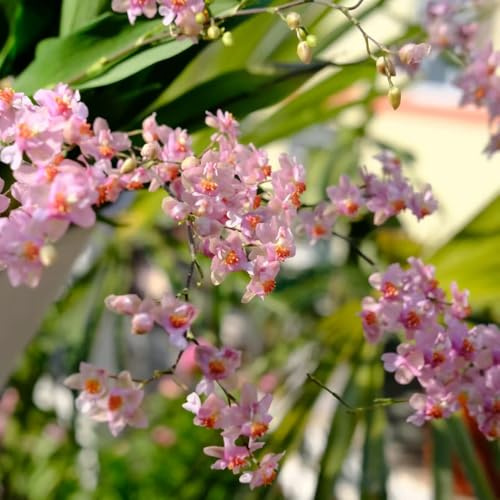 Semi di orchidea Oncidium - vecchie varietà da balcone arredamento del soggiorno estivi organico resistenti semi di resistenti per giardini rocciosi 35pcs