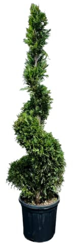 Tropictrees Cupressocyparis Leylandii - Spirale - 180 cm - Cyprès en spirale - Cyprès - Plante ornementale - Plante de jardin - Pervenche - Leylandii - Résistant au froid - Bonsaï - Attire tous les