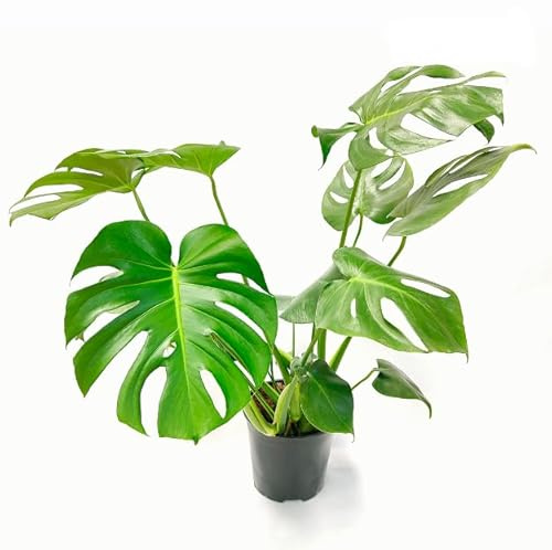 Monstera Planta Natural de Interior con Hojas Partidas