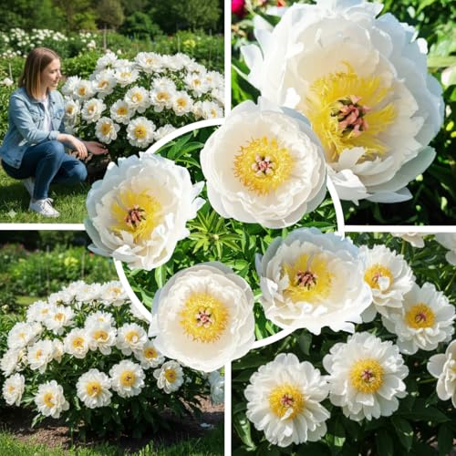 FLORIUM Pfingstrosen Pflanzen Winterhart Itoh White Magic | 1 Wurzel | Päonien Hybride | Mehrjährige Staude | Pflanzen aus Holland für Garten und Topf (Weiß)