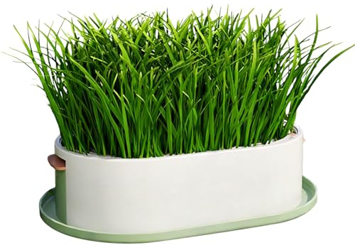 Katzengras-Box – Hydroponisches, erdloses Pflanztopf-Set, einfach anzubauen, inklusive Katzen-Leckereien | Ideal für Wohnungskatzen für gesunde Snacks und EIN lustiges Gartenerlebnis