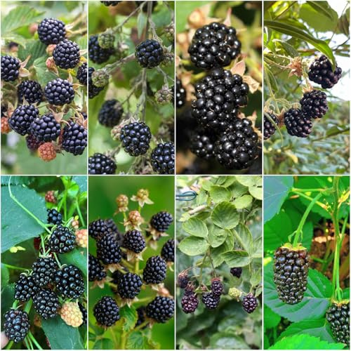 semillas de mora semillas de mora resistentes al invierno para jardín -Serie Raras- jardin 15pcs