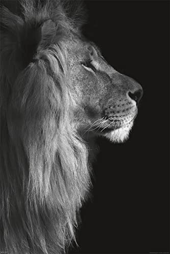 empireposter Wildlife - Poster - Löwe