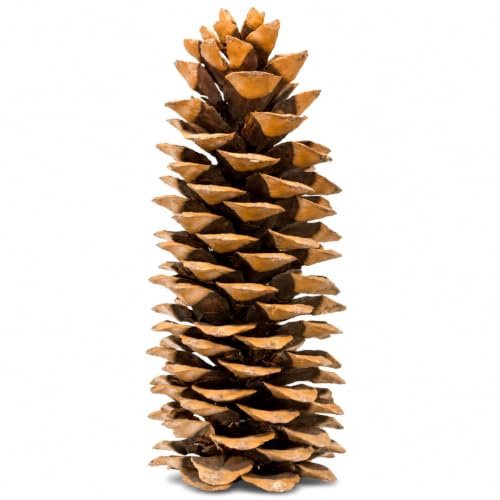 NaDeco Pinus lambertiana, Zuckerkiefer Zapfen, 20 bis 30 cm, Naturdeko | Naturbelassener großer Kiefernzapfen aus den USA für Advent, Weihnachten, Tischdeko, Kränze und kreative DIY-Projekte.