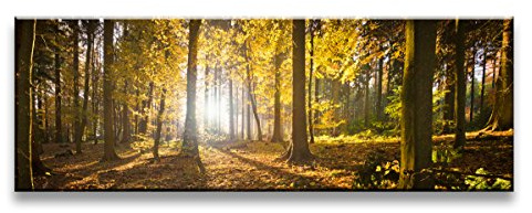 Visario Leinwandbild Wald Baum — stimmungsvolles Panorama Wandbild auf Leinwand fertig gerahmt — 120x40 cm 5722
