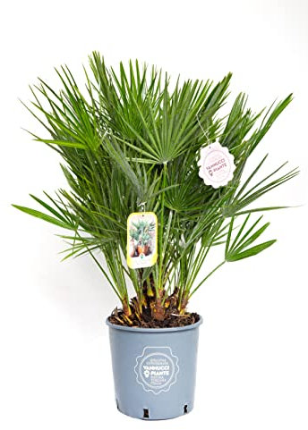 Vannucci Piante - Palma, Chamaerops humilis, Pianta vera in vaso, Pianta da esterno