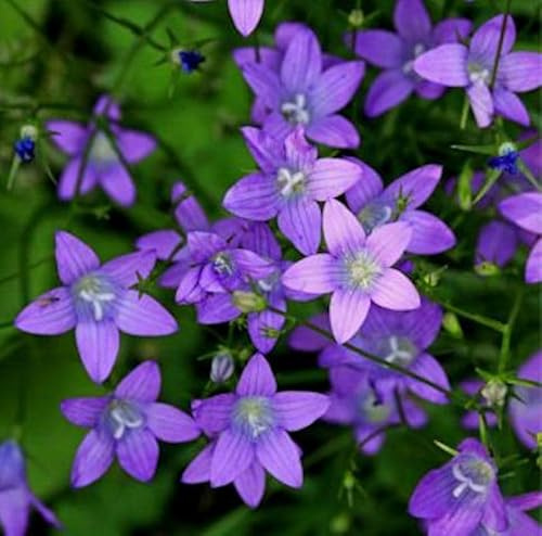 Wiesen Glockenblume - Campanula patula - lebende Gartenpflanze aus den Baumschulen