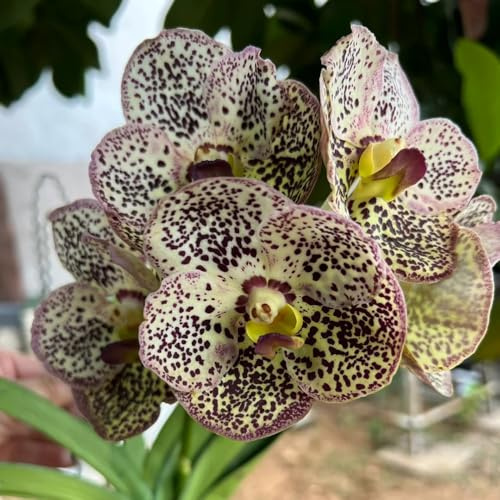 Orchidea Vanda selvaggi perenni resistenti semi di giardino trepadora prato selvaggi giardino interno bonsái interno 10pcs