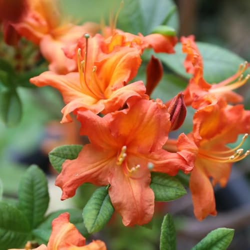 azalea, rododendro - insoliti decorazione decorazione con in vaso resistenti balcone primaverili arbusti giardino in miniatura, 20semi