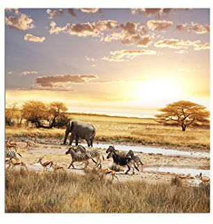 120x80cm - Fotodruck auf Leinwand und Rahmen Wüste Safari Elefant Zebra Wildnis - Leinwandbild auf Keilrahmen modern stilvoll - Bilder und Dekoration
