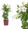 Dipladenia Mandevilla/jazmín chileno– aprox. 50 a 60 cm / Planta trepadora multicolor floreciente – Fácil de limpiar