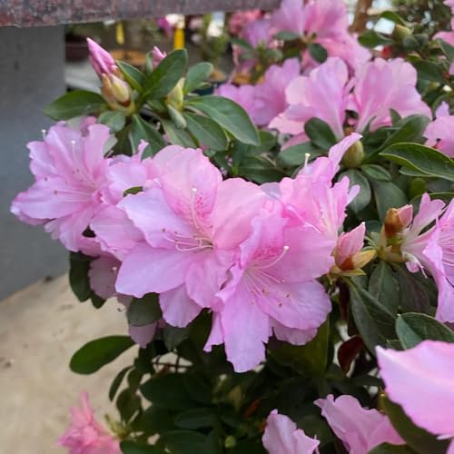 Semillas de azalea y rododendro, resistentes al aire libre de jardín, arbustos perennes real, arbusto resistente ación, Arbustos, para 40pcs