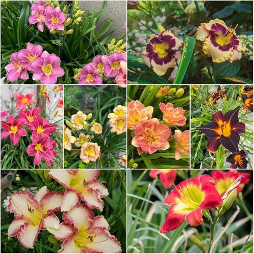 taglilien pflanzensamen pflanztopf gartenpflanzen exotische bonsai heilpflanzen blumensamen Seltene Serie - Hemerocallis middendorffii balkon deko 200samen