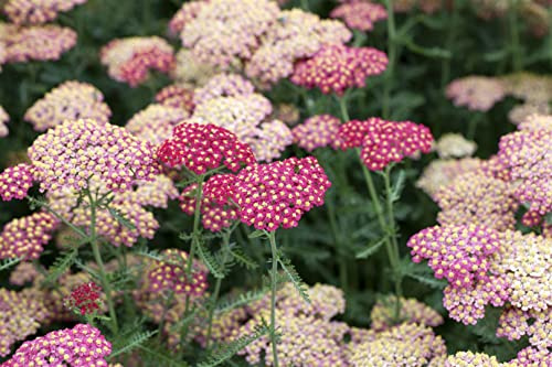 Achillea millefolium 'Paprika' 9x9 cm Topf – Winterhart, Mehrjährig, Pflegeleicht – Schafgarbe – Staude für Beet & Garten