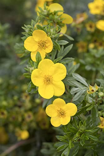 Fingerstrauch Potentilla fruticosa Kobold 25-30 cm winterhart | Gelbe Bluete, lange Bluetezeit, sonnig bis halbschattig, schnittvertraeglich, ideal fuer Beet und Rabatte