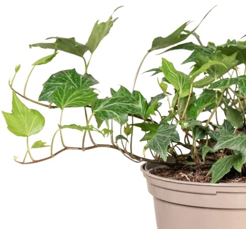 Hiedra Planta Natural Fácil de Cuidar y Ornamental