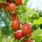 GreenboutiQ - Plante à fruits - Groseillier à maquereau - Ribes uva-crispa Hinnomäki Röd - Baies rouges - 2 plantes - Pot de 11 cm Hauteur 40 cm