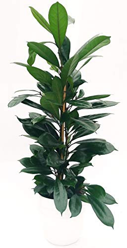 POWERS TO FLOWERS - FICUS CYATHISTIPULA IN VASO CERAMICA BIANCO, pianta vera