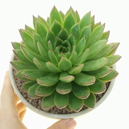 Echeveria Agavoides Natural Suculenta Ideal para la Iniciación en el Cuidado de las Plantas