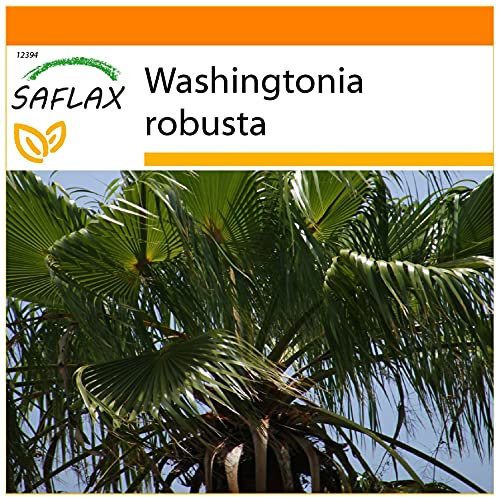 SAFLAX - Jardin dans le sac - Palmier éventail - 12 graines - Washingtonia robusta