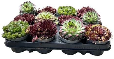 Winterharte Sempervivum Sukkulenten - Pflegeleichte Zimmer- und Gartenpflanzen im Set, Vielseitige Hauswurz für Innen- und Außenbereiche (12)