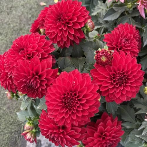 Dalias: Tubérculos resistentes para jardín - Fáciles de cuidar con rizoma-2Tubérculos-G