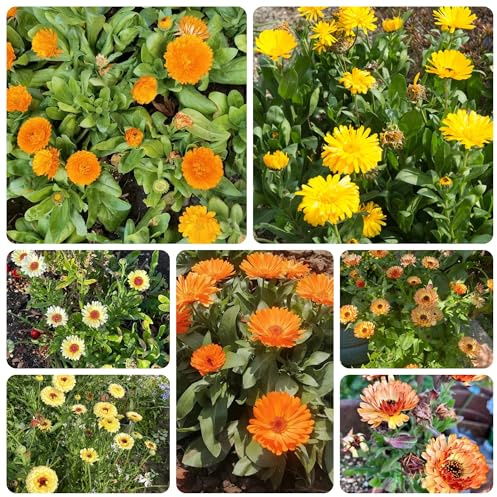 calendulasamen bio - kräutersamen stauden winterhart mehrjährig alte sorten kräuterbeet exotische 550pcs