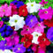 SANWOOD Petunia Seeds, 200 Uds Petunia Seeds Decorative Color Mixto Petunia Seedlings for Pot