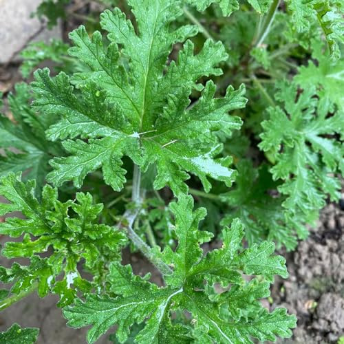 Semi di gerani profumati, per giardinieri Geranio limone, resistenti raro esotico semi di ornamentali selvatiche varietà 250pcs